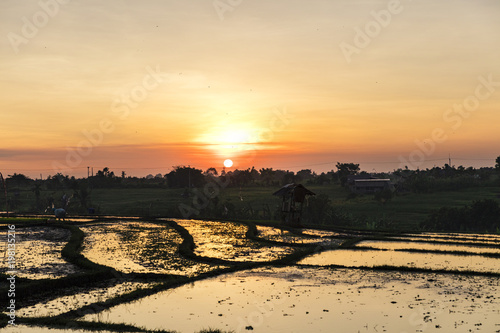 Sunset over rice fileds in Canggu photo