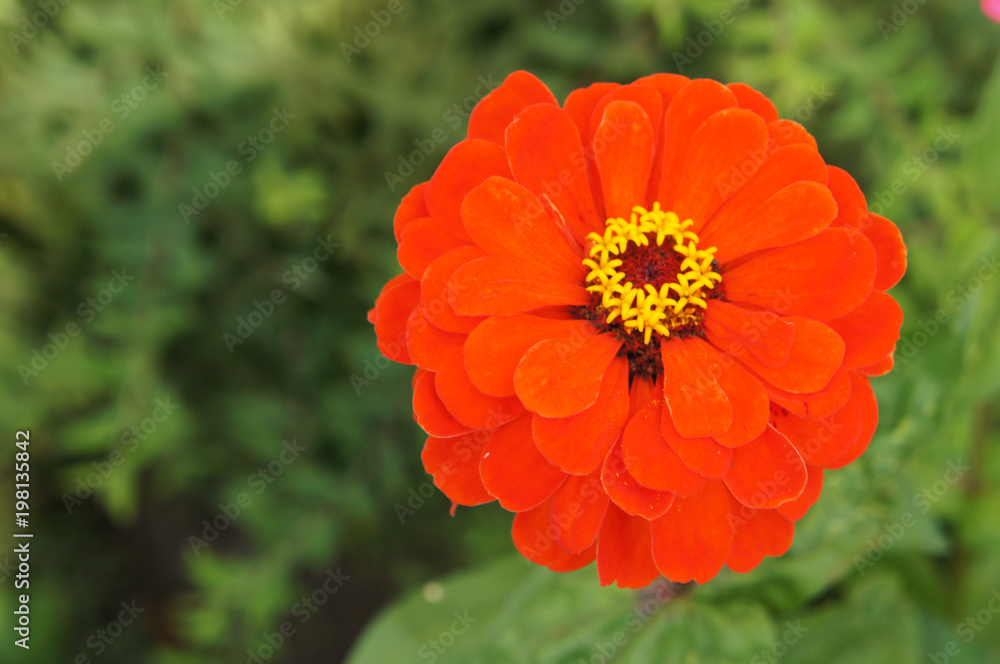 Zinnia one red flower head with green background Zinnia one red flower head with green background
