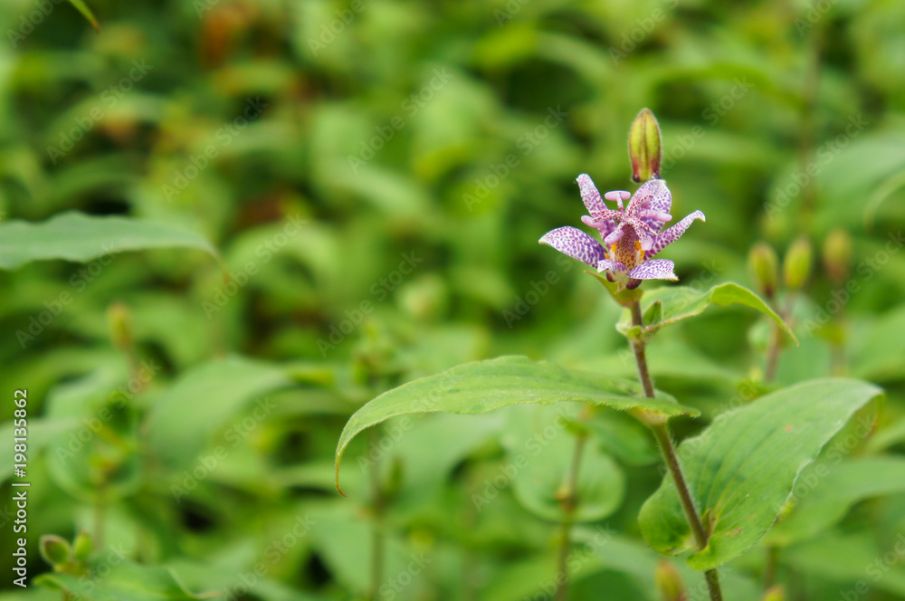 Tricyrtis pink freckles or toad lily purple flower with green background Tricyrtis pink freckles or toad lily purple flower with green background