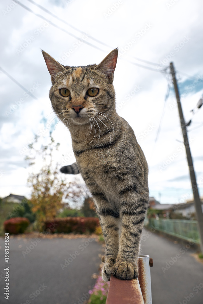 Fototapeta premium Outdoor cat