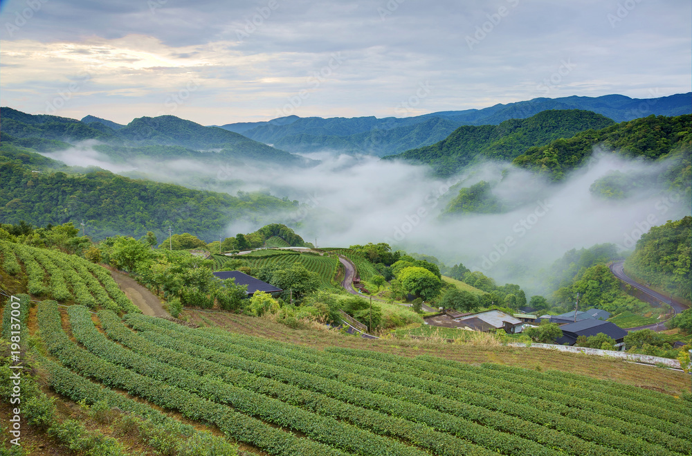 Early morning scenery of tea gardens in fresh spring atmosphere with ethereal fog in the distant valley in Pinglin, a rural village famous for tea farming near Taipei, Taiwan