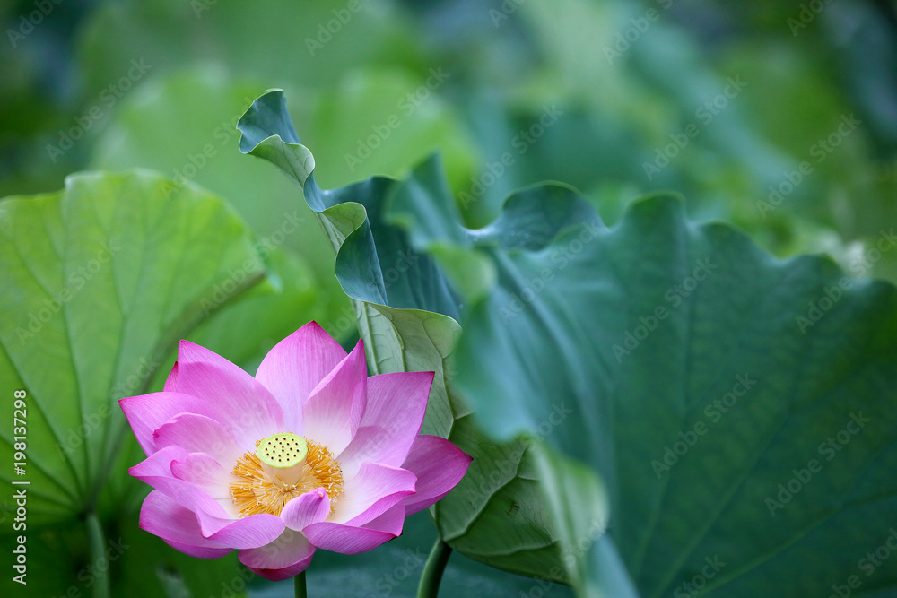 A blooming pink waterlily hiding among green leaves in a lotus pond ~ Close-up of a lovely lotus flower in full bloom