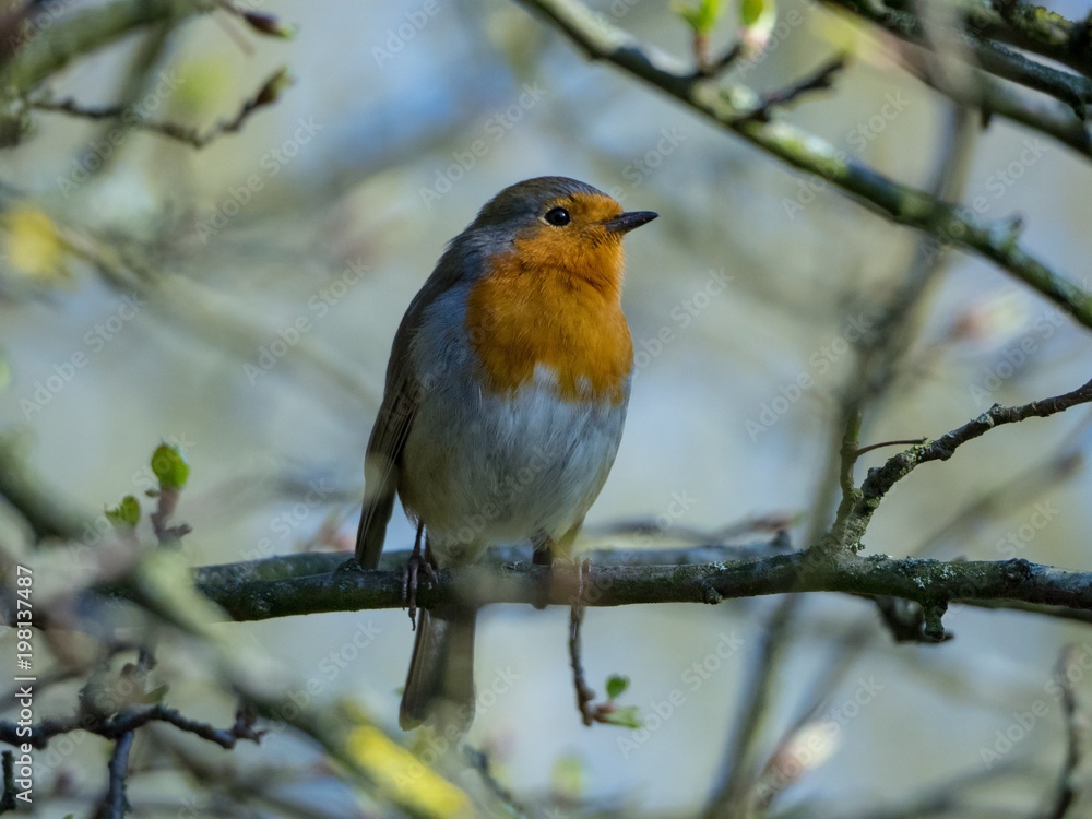 Robin on a Tree Branch Robin on a Tree Branch