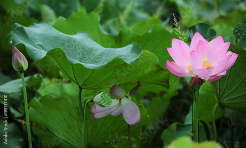 Lovely pink water lily blooming among lush leaves in a lotus pond under bright summer sunshine   Close-up of a lotus bud and a waterlily flower in full bloom 