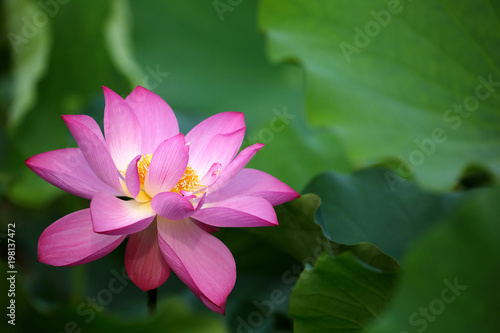 Close-up view of a lovely pink waterlily flower blooming among green leaves in a lotus pond with delicate petals appearing transparent under bright summer sunshine      blurred background effect  