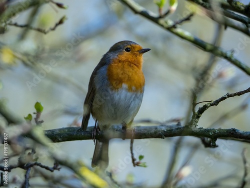 Robin on a Tree Branch