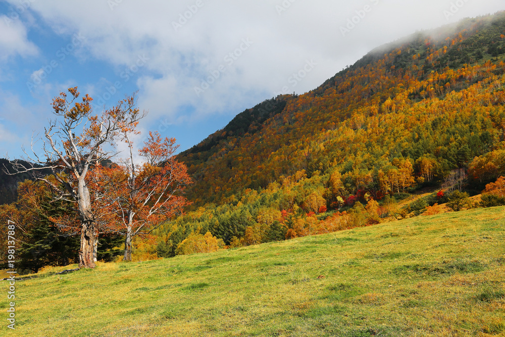Autumn scenery of a beautiful maple tree on the green grassy meadow on hillside and colorful forests on the mountains under sunny sky in Shiga Kogen ( Highland ) National Park in Nagano, Japan