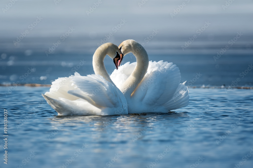 Obraz premium Romantyczne dwa łabędzie, symbol miłości