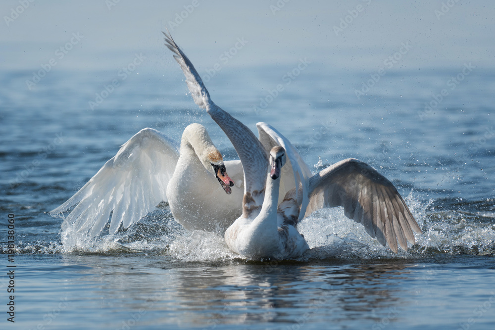 Naklejka premium Swans taking flight on lake