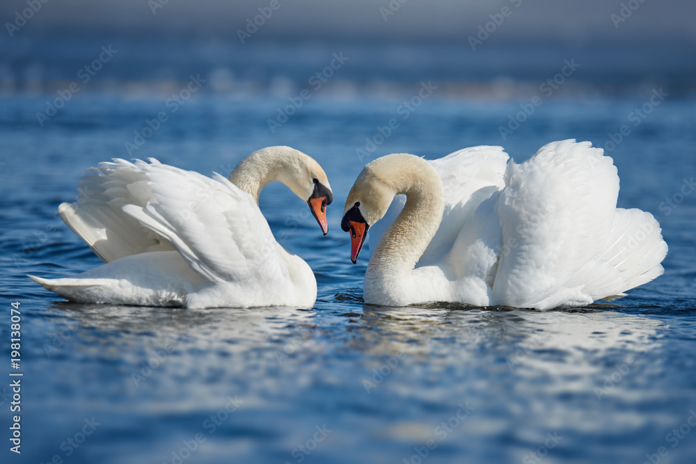 Obraz premium Romantic two swans, symbol of love