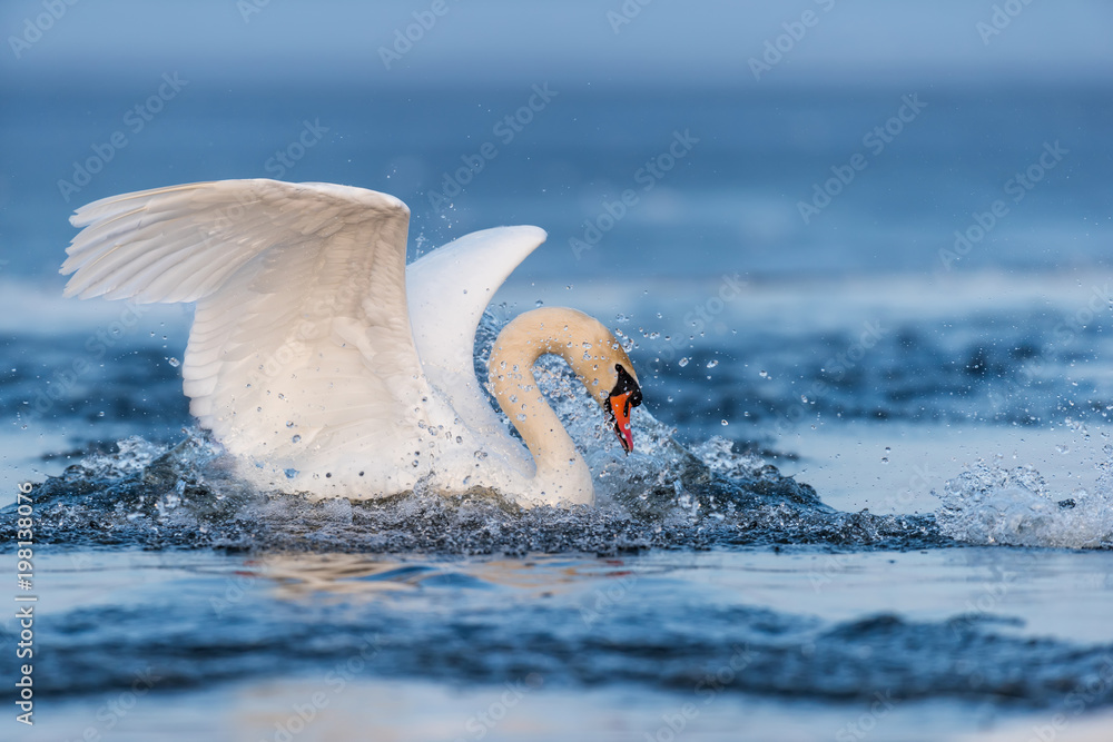 Fototapeta premium Mute swan flapping wings