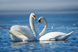 Romantic two swans, symbol of love