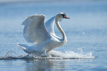 Acrylglasbilder Schwan Höckerschwan schlägt mit den Flügeln  © byrdyak