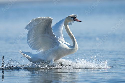 Fotografie, Obraz Mute swan flapping wings