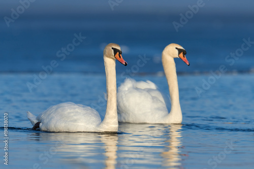 Romantic two swans  symbol of love