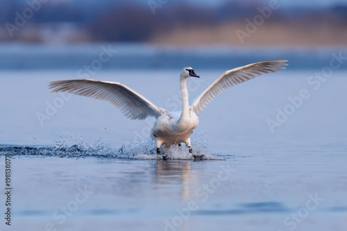 Mute swan, Cygnus olor, single bird in flight © byrdyak