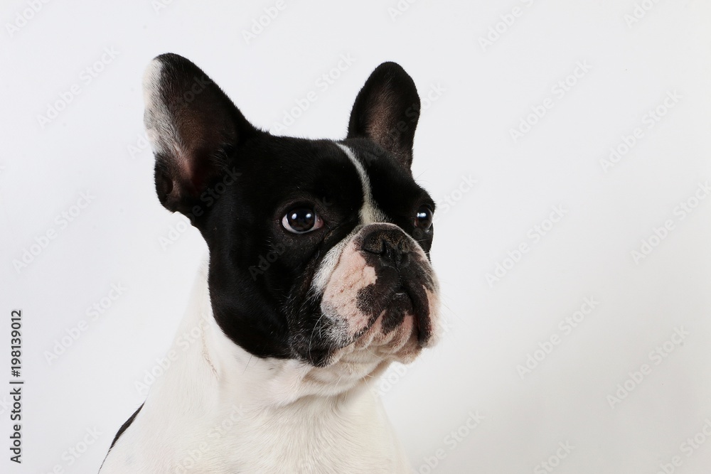 beautiful french bulldog portrait in the studio