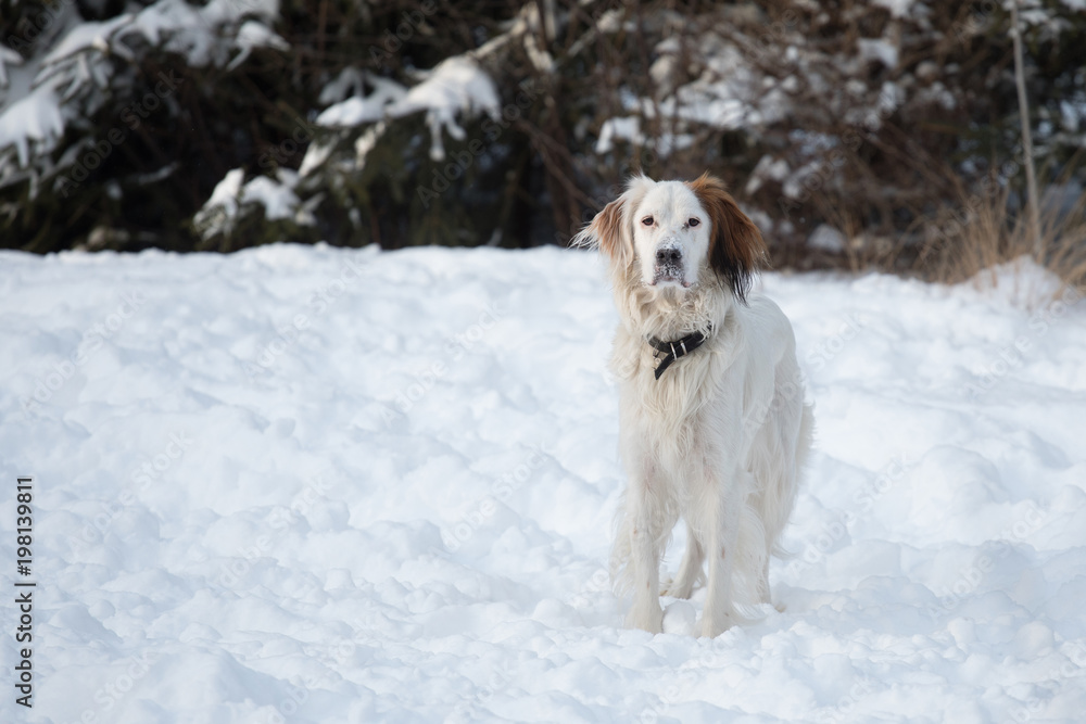 Cute dog setter in the snow
