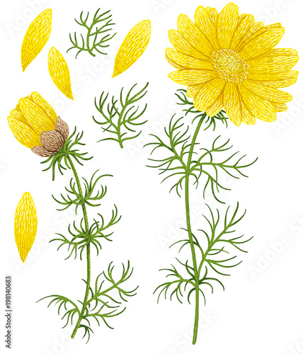 Adonis vernalis, Pheasant`s Eye pencil illustration, isolated on white with working path