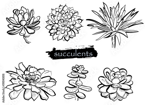Set with hand drawn succulent on white background