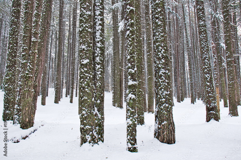 Fototapeta premium Snowy beech and pine forest in late winter, Sila National Park, Calabria, southern Italy
