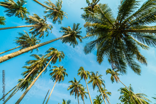 Beautiful coconut palm tree on blue sky