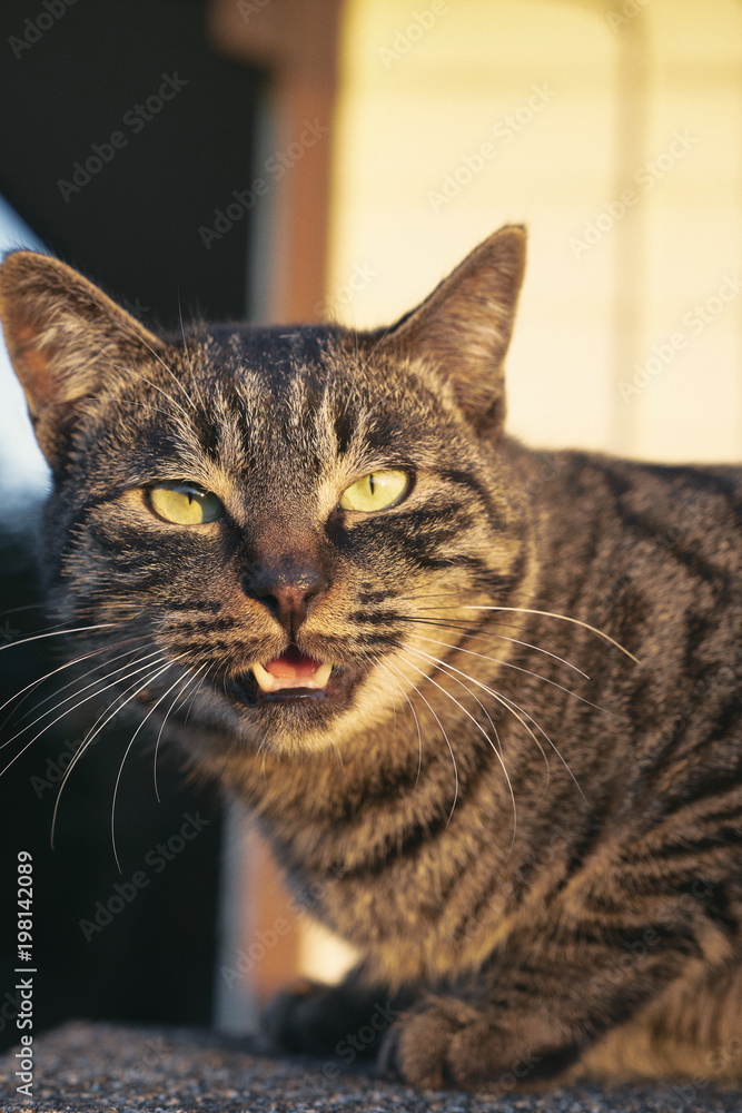 Outdoor cat Outdoor cat