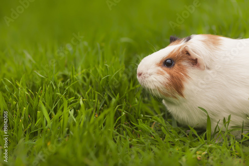 Funny guinea pig eating grass in the garden outdoors © Evgeniya Grande