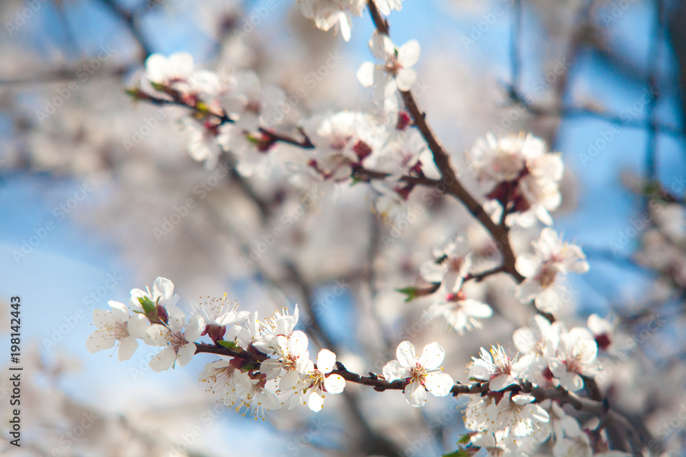 Cherry plum tree bloom. Branch of a leaf plum Cherry plum tree bloom. Branch of a leaf plum