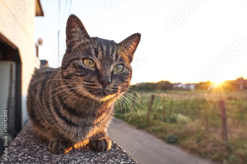 Outdoor cat