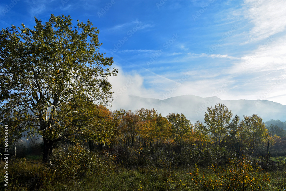 Mountain and forest landscape whit white mist background in early morning.