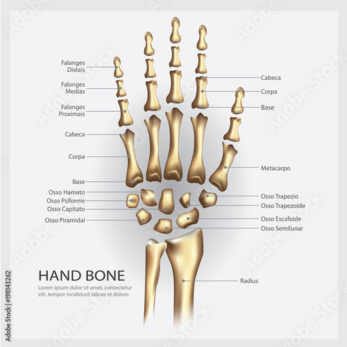 Hand Bone Anatomy with Detail Vector Illustration