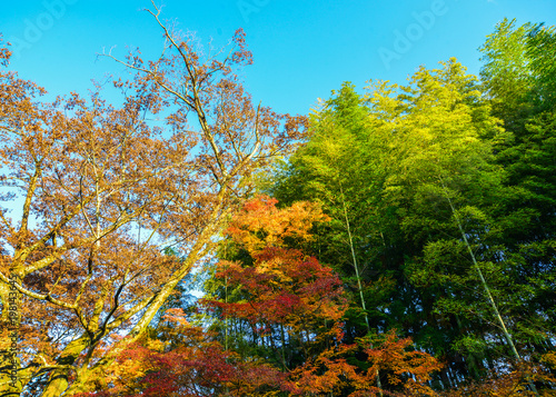 Autumn scenery in Nara  Japan