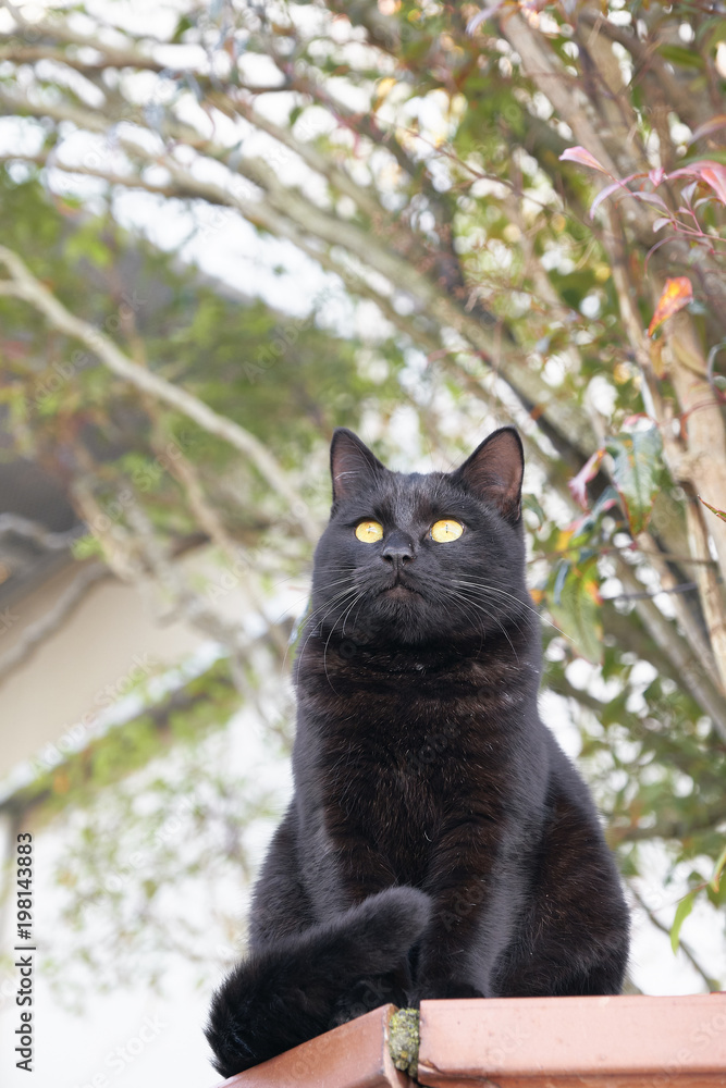 Outdoor cat Outdoor cat