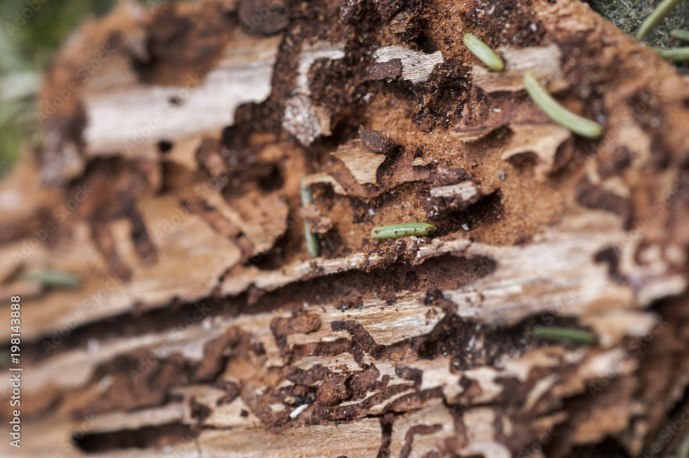 Damage wood surface by termite with space for write wording, cause of infection disease Damage wood surface by termite with space for write wording, cause of infection disease
