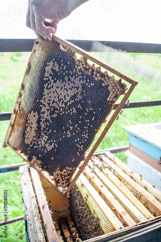 Frames of a bee hive. Beekeeper harvesting honey.