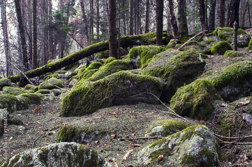 Fototapeta premium wilderness landscape forest with pine trees and moss on rocks