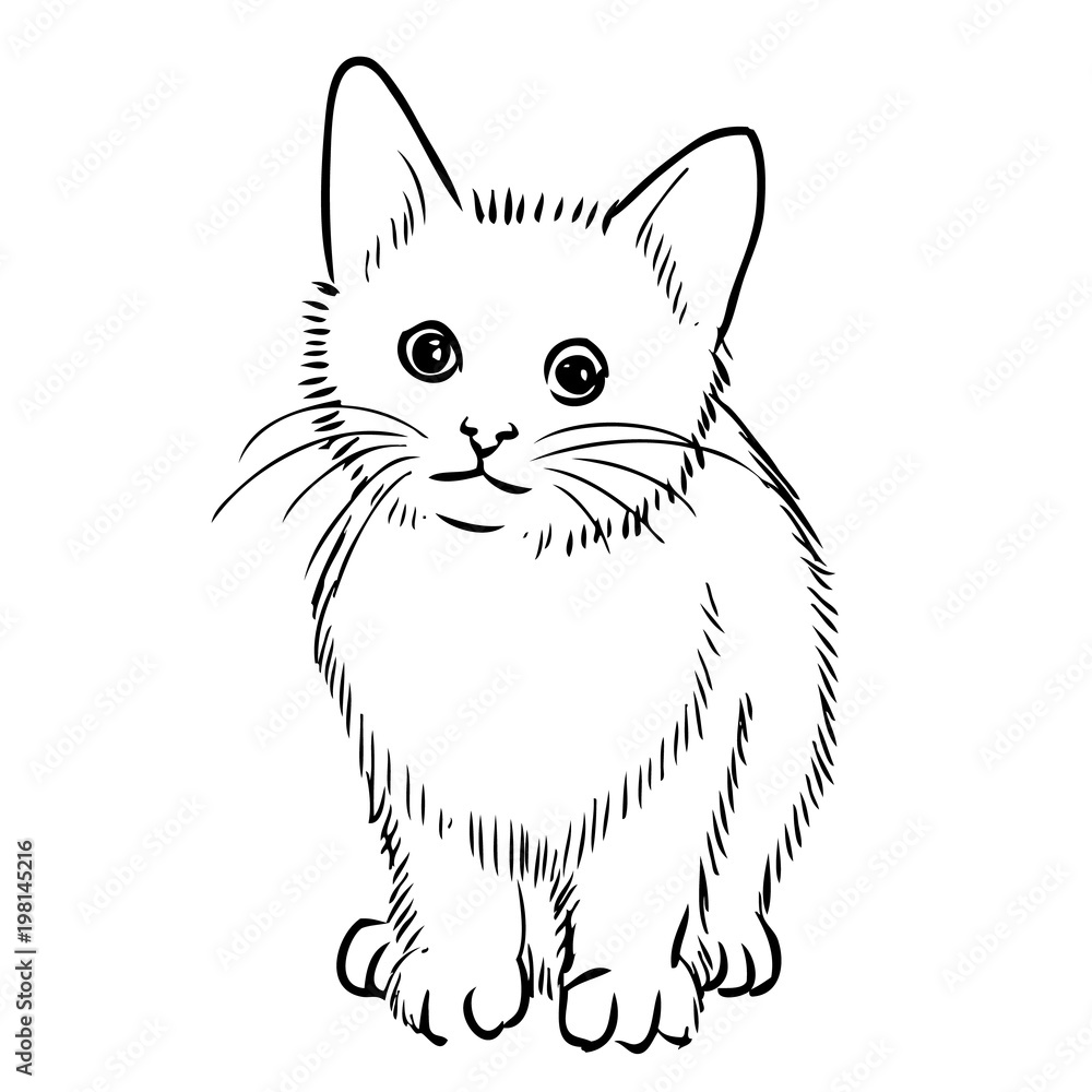 freehand sketch illustration of little cat