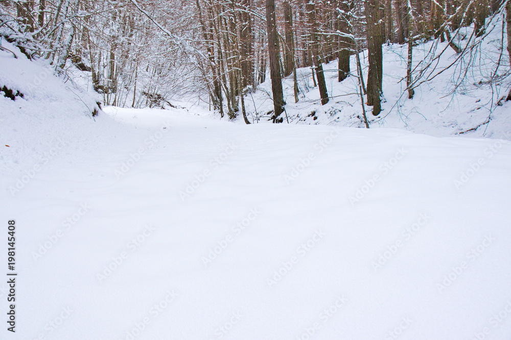 Snowy beech and pine forest in late winter, Sila National Park, Calabria, southern Italy