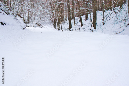 Snowy beech and pine forest in late winter, Sila National Park, Calabria, southern Italy