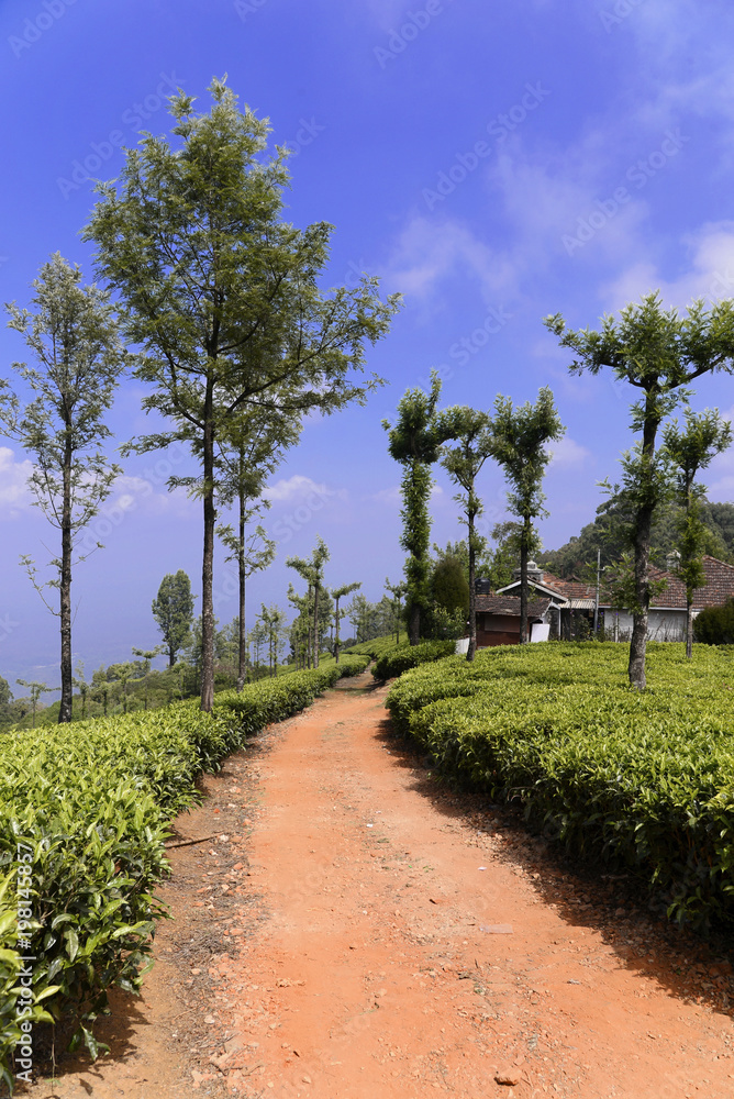 Teeanlage, Nähe Mysore, Karnataka, Südindien, Indien, Asien