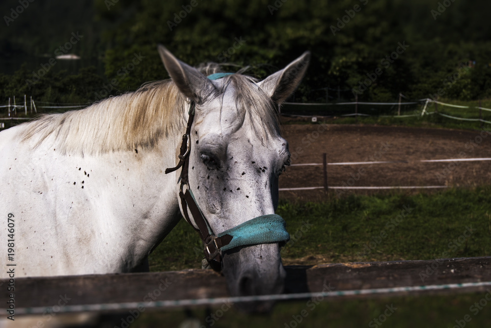 Obraz premium Innsbruck cavallo