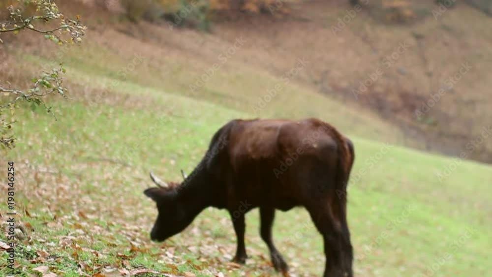 Dark black cow eating grass on meadow near forest. Dark black cow eating grass on meadow near forest.