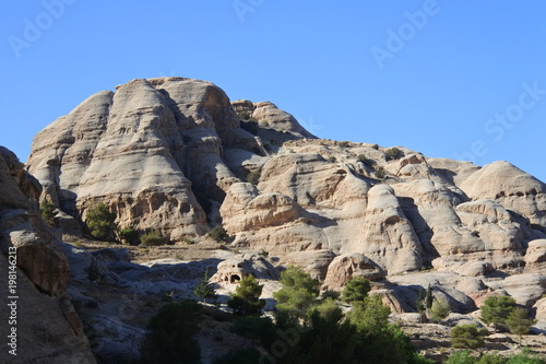 Bäume in der Schlucht von Petra in der jordanischen Wüste