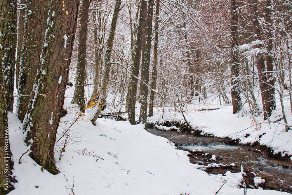 Fototapeta premium Snowy beech and pine forest in late winter, Sila National Park, Calabria, southern Italy