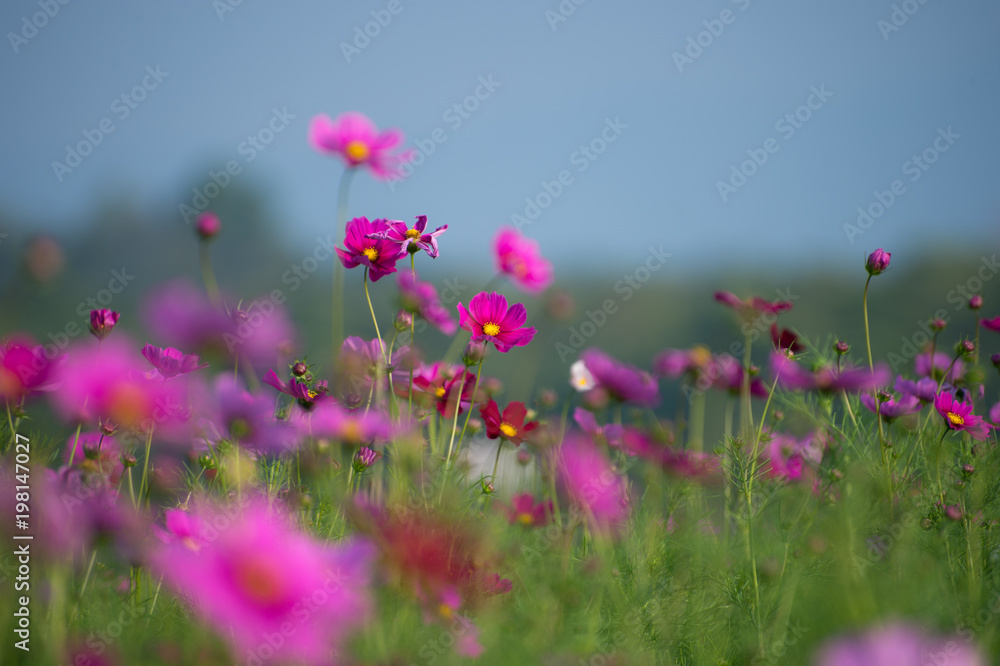 Obraz premium flower