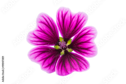 Violet "Common Mallow" flower (Malva Sylvestris) isolated