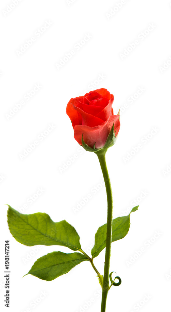 little rose isolated little rose isolated