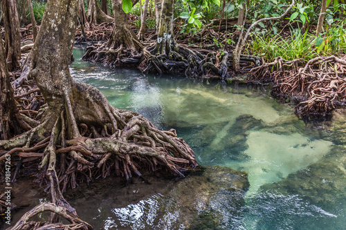  The clear green stream flows through the mangrove forest root. In the midst of the shady and beautiful nature. Tha Pom Klong Song Nam beautiful and famous tourist destination in Krabi  Thailand.