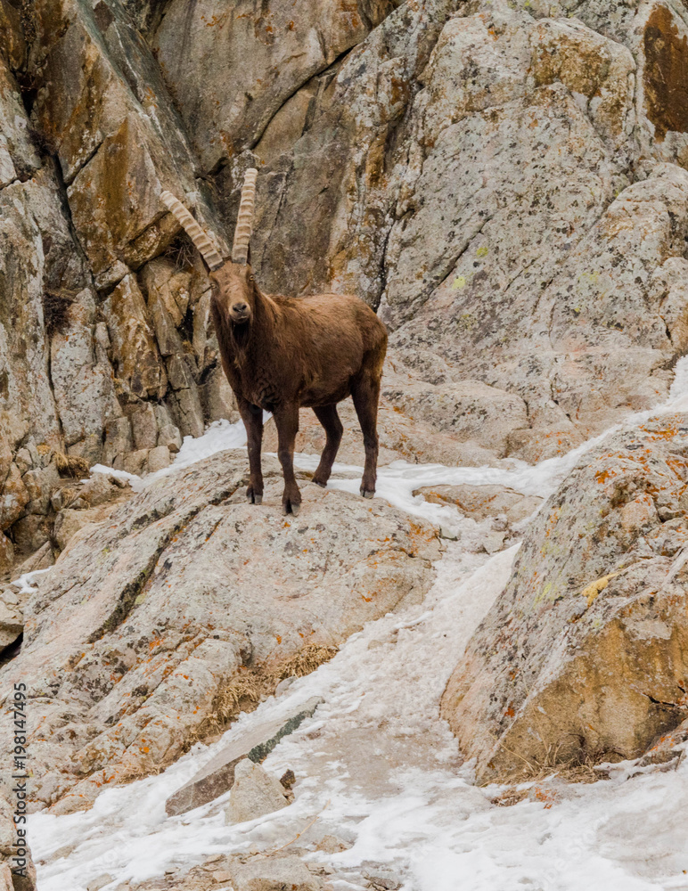 Mountain goat Mountain goat